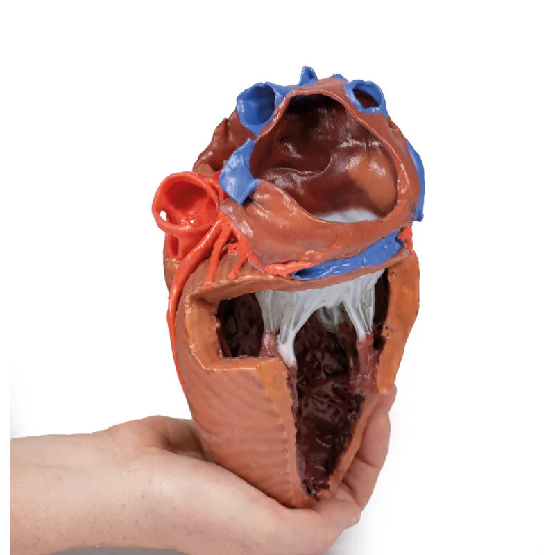 3D Printed  Heart internal structures Replica